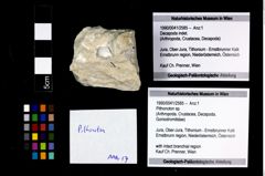 Foto (Objekt + Etikett) von Pithonoton sp.  (NHMW-GEO-1990-0041-2585)